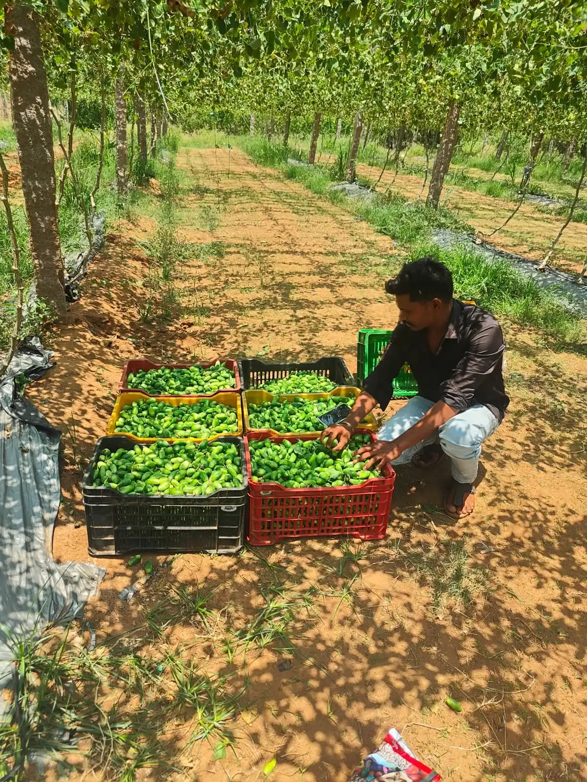 P Bhaskar, 3rd-generation farmer at JBP Farms, Siddipet, Telangana