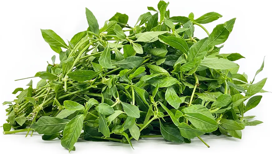 Water Amaranth