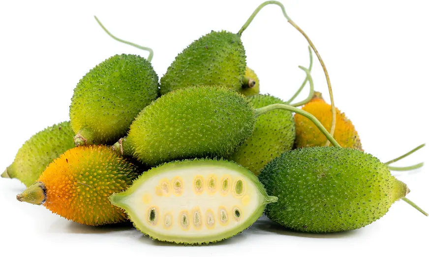 Teasel Gourd