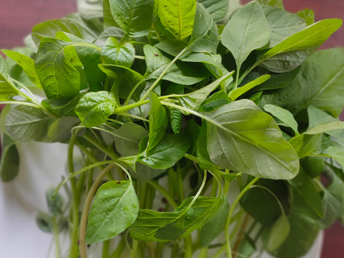 Amaranthus