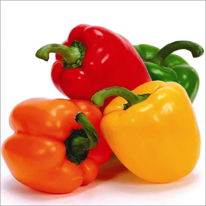 Capsicum