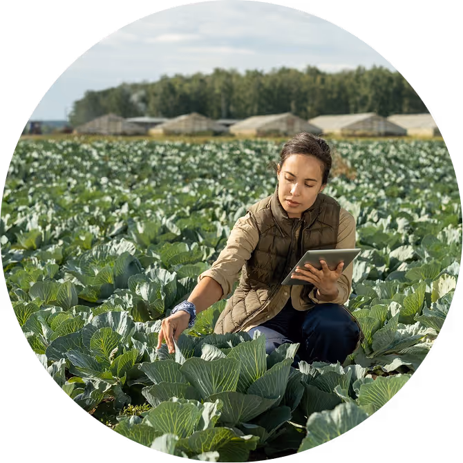 Farmer inspecting crops in field