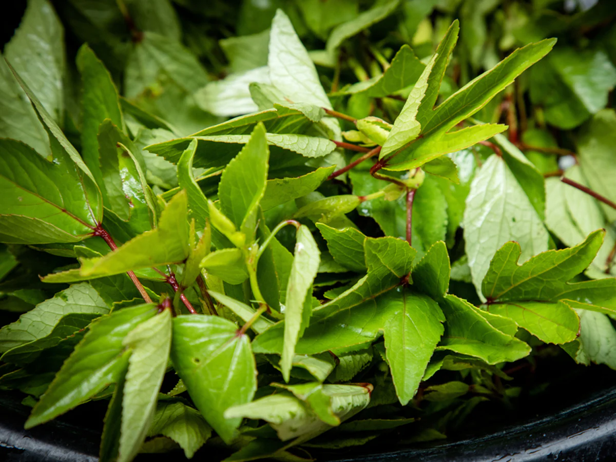 Sorrel Leaves