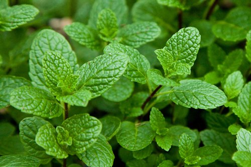 Mint