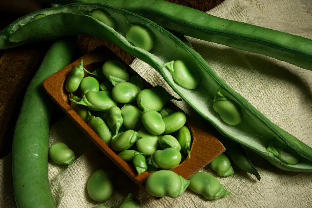 Plant Protein