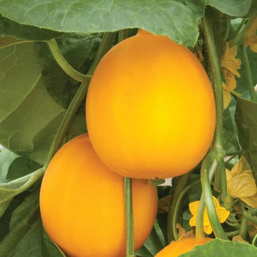 Yellow Cucumber